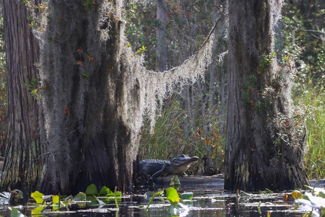 Okefenokee Swamp Earns UNESCO Status — A US Slow-Travel Gem
