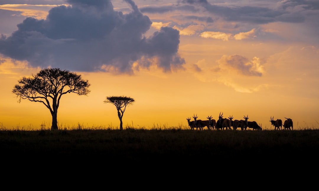 Kenya's New Mandatory Travel Insurance Rule: What Nomads Need to Know
